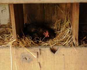 Chicken laying egg