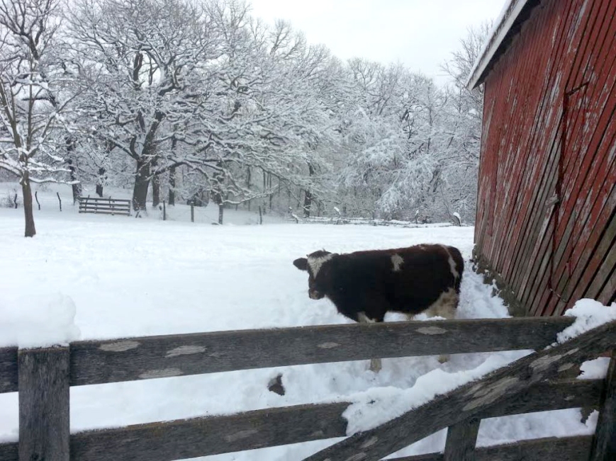 ox in snow
